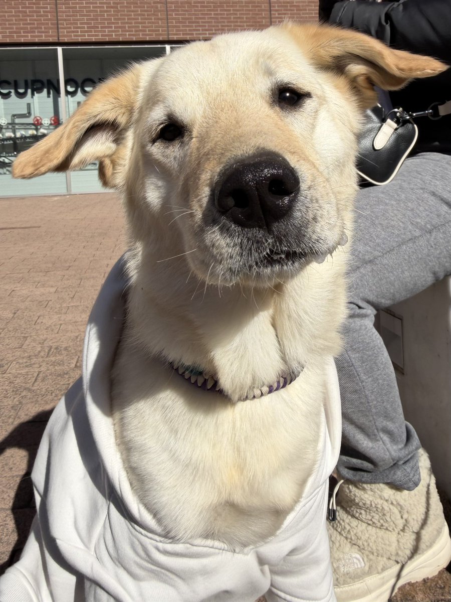 なんですかそのかわいいお耳さんは！！！