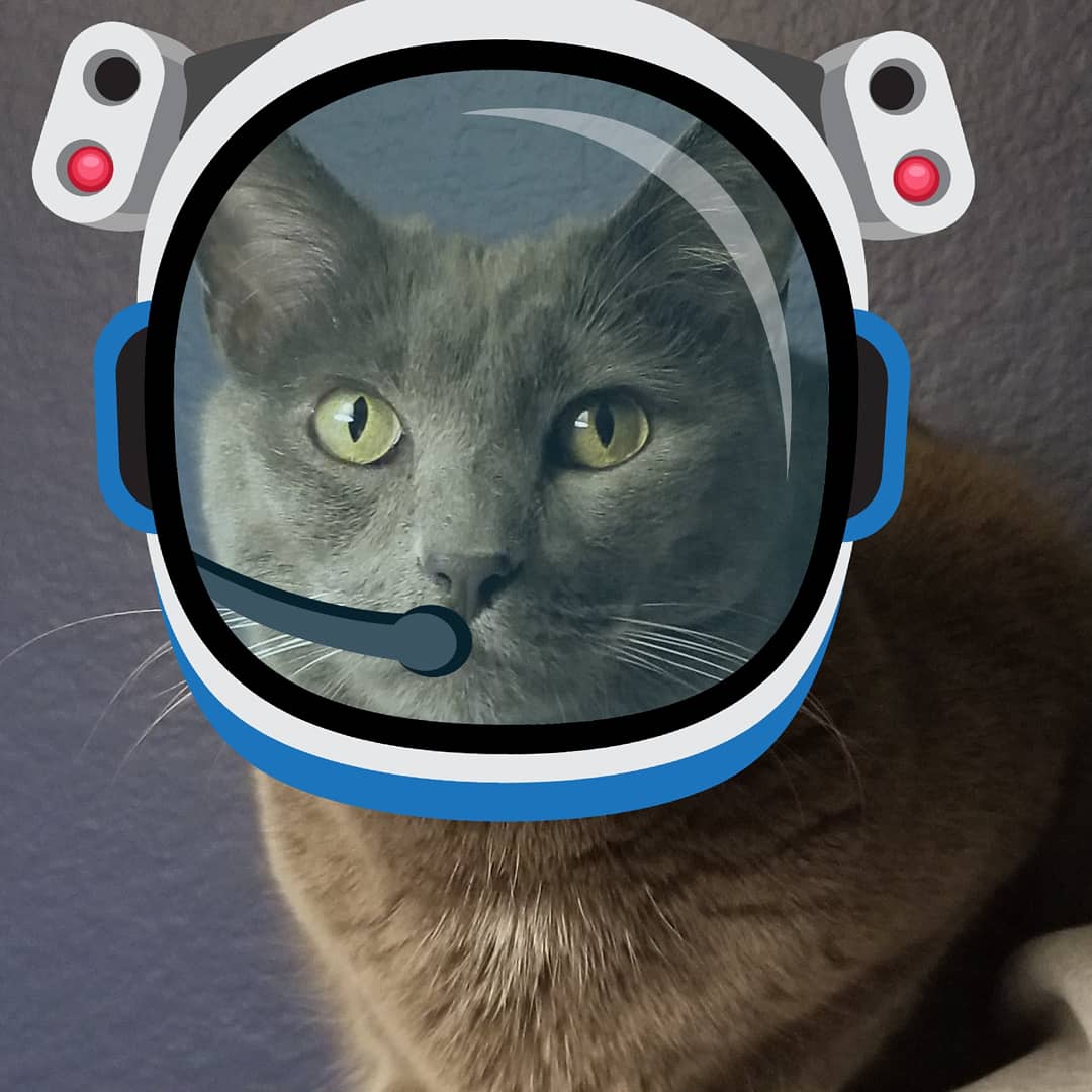 acatnamedfritz's tweet image. #ImNotGettingOldImGetting spaced out