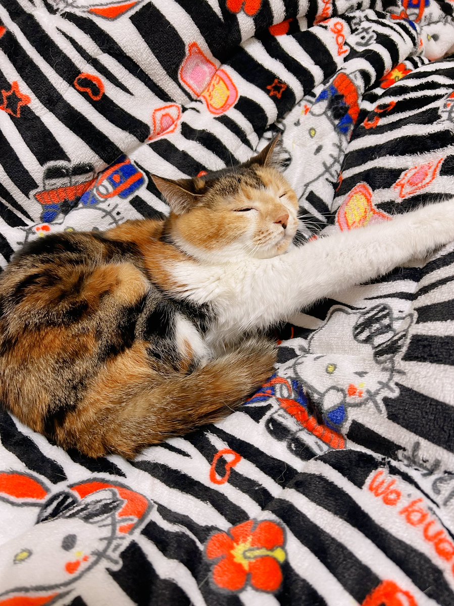 からふるDreamin'⁄めばえ～夢見るねこちゃん～(いちごver.) 完成