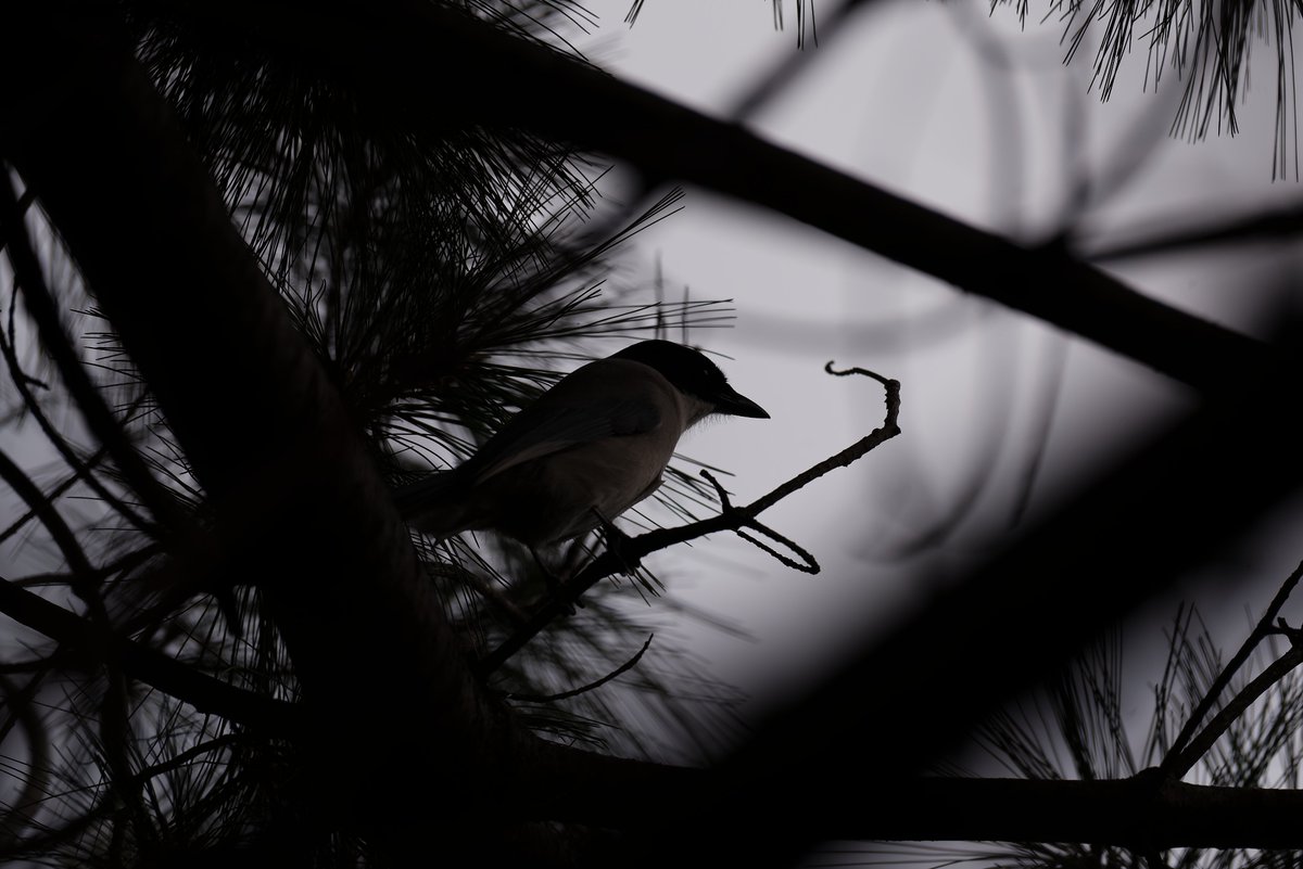 tongtonglover9's tweet image. ＃オナガ ＃D750　暗所に弱いだと？フルサイズ舐めんな