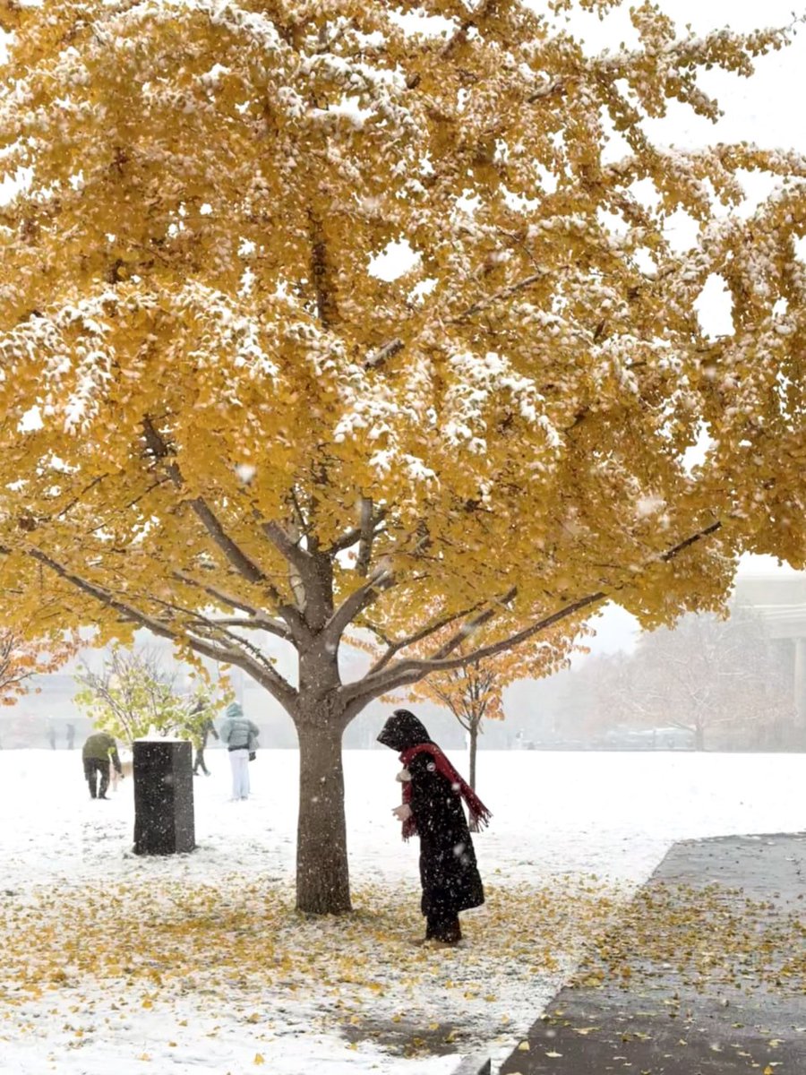 maya1654y's tweet photo. Winter didn’t knock it arrived in full force ❄️🍁Footsteps buried in fresh snow, frozen fingers catching flakes, and golden leaves surrendering to a −14°C silence. Toronto, you’re wild, cold, and strangely beautiful today 🤍🥶#TorontoWinter #SnowfallMagic #ColdButBeautiful https://t.co/QPiGvC4jIW