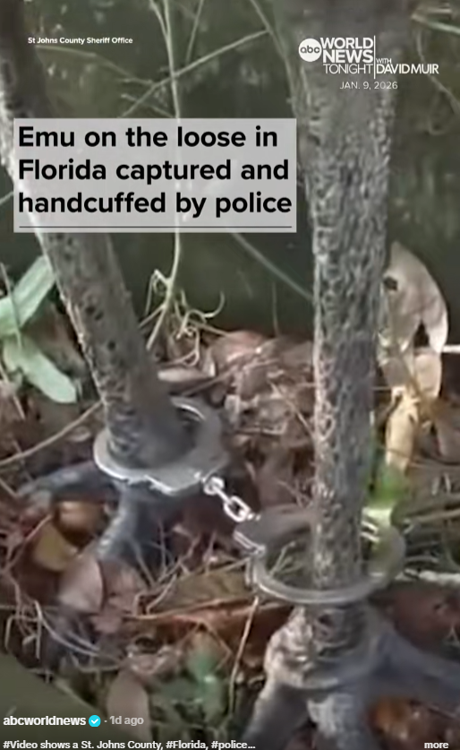 HimQuant's tweet image. IS THIS NOT CRAZY?

AN EMU NAMED TINA EVADED AN OFFICER AND ENDED UP IN CUFFS?

THE VIDEO HAS ALMOST 1 MILLION LIKES IN A DAY LOL

A LITERAL RUNAWAY EMU WITH A NAME LMAOO