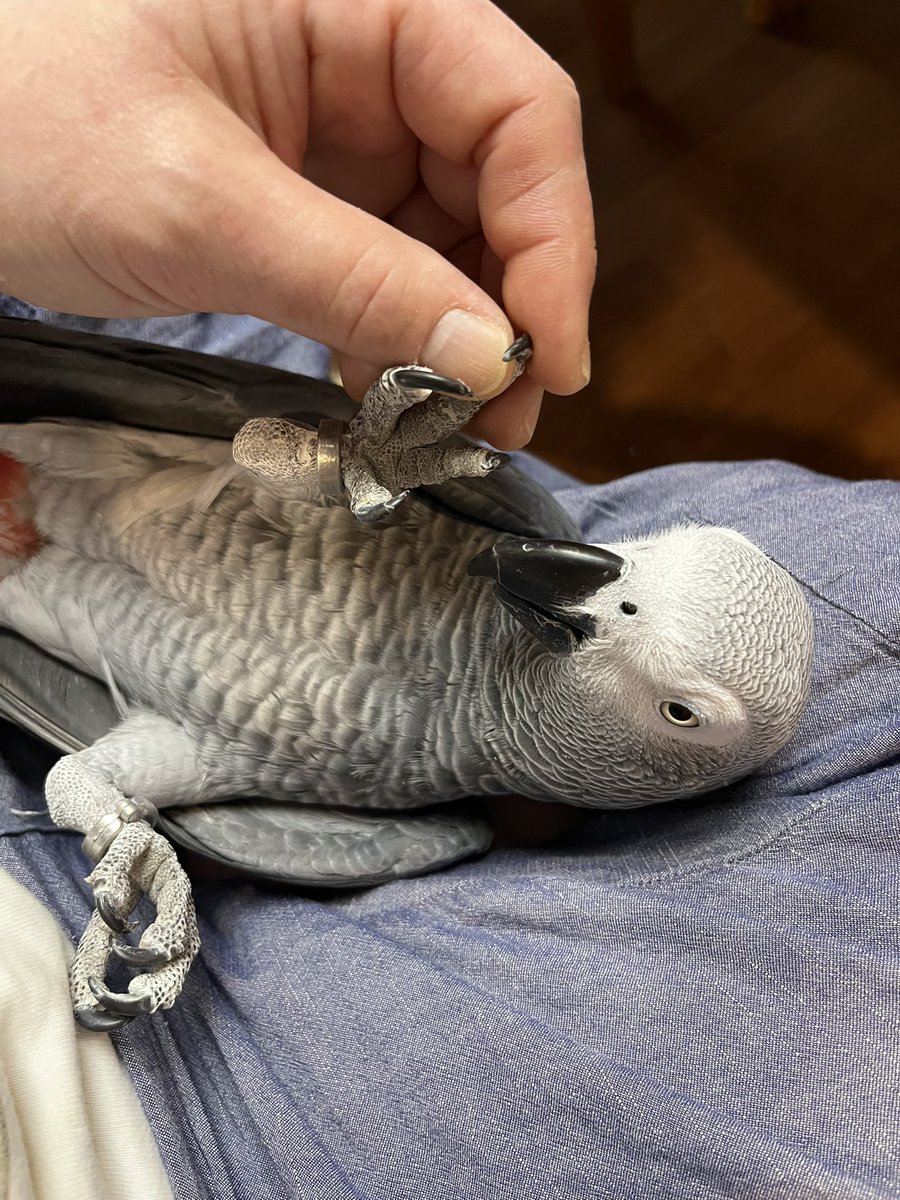 hrnee's tweet image. おはようございます。
#ほんじつのピルスくん 
#ヨウム #ヨウムのピルス 
お爪切り中