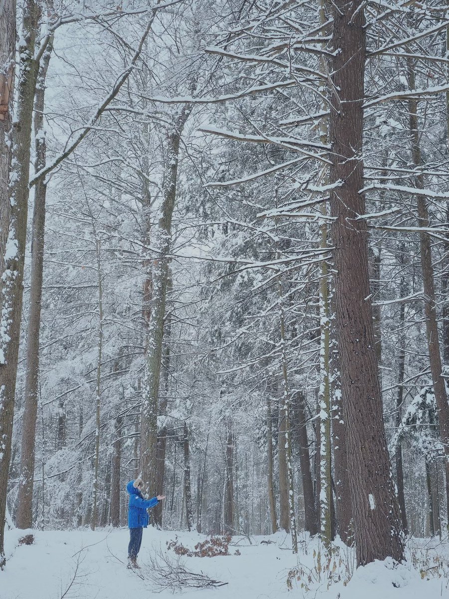 jayceee04's tweet image. That moment when nature decorates for the holidays! 🎄🌟 #WinterWonderland