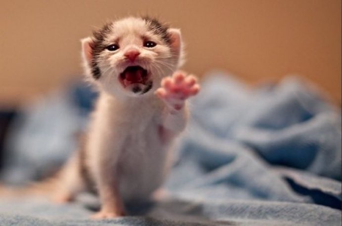 hangustiado's tweet image. Saudade de quando minha tl era repleta de au shse