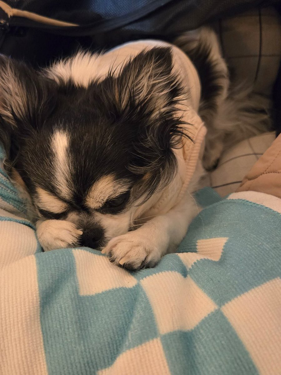 hxnjxnnnn's tweet image. Hyunjin always sends the most adorable pictures of Kkami