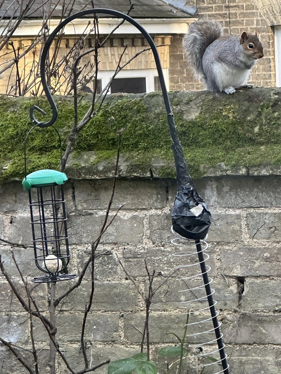 Portrait of fat squirrel. Too many stolen fat balls or pregnant?