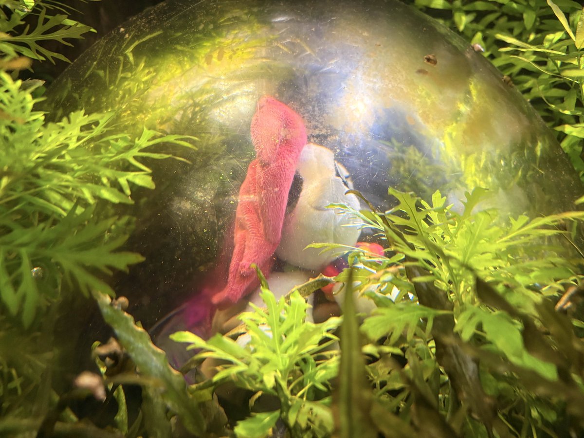 🩷🌹Copper Rose Cosplay 🏳️🌈🌹🩷 @ 🦋☁️ tweet media