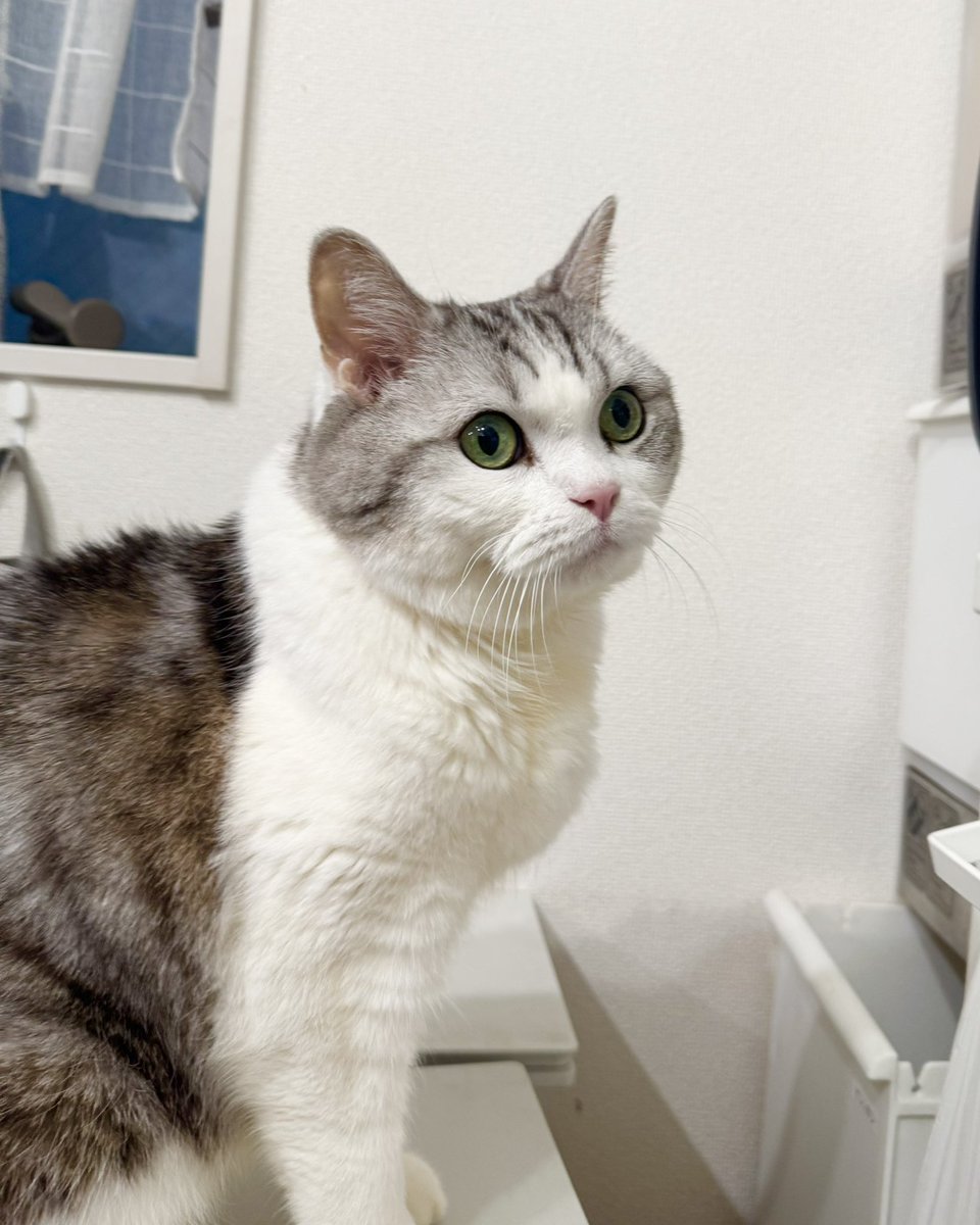 チン！待ち

お腹空いているようで♡