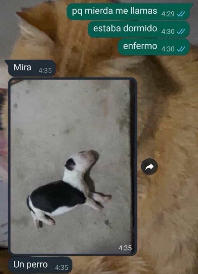 GenteChamuyando's tweet image. 