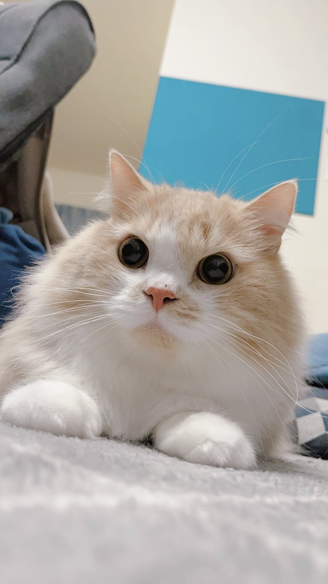 mog ·͜· ꕤ︎︎ページ mog (@mogmogmog312) / Posts / X