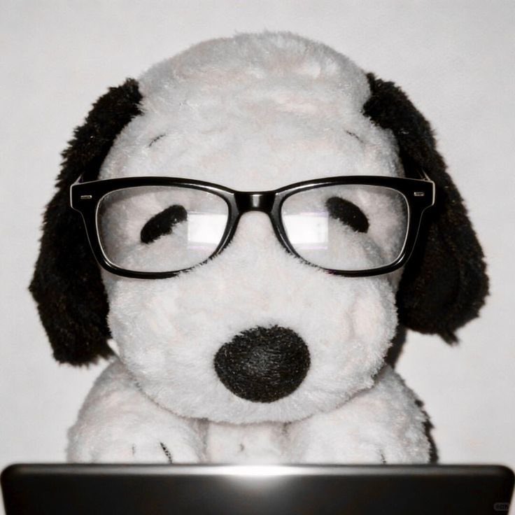 snoopyzito's tweet image. 