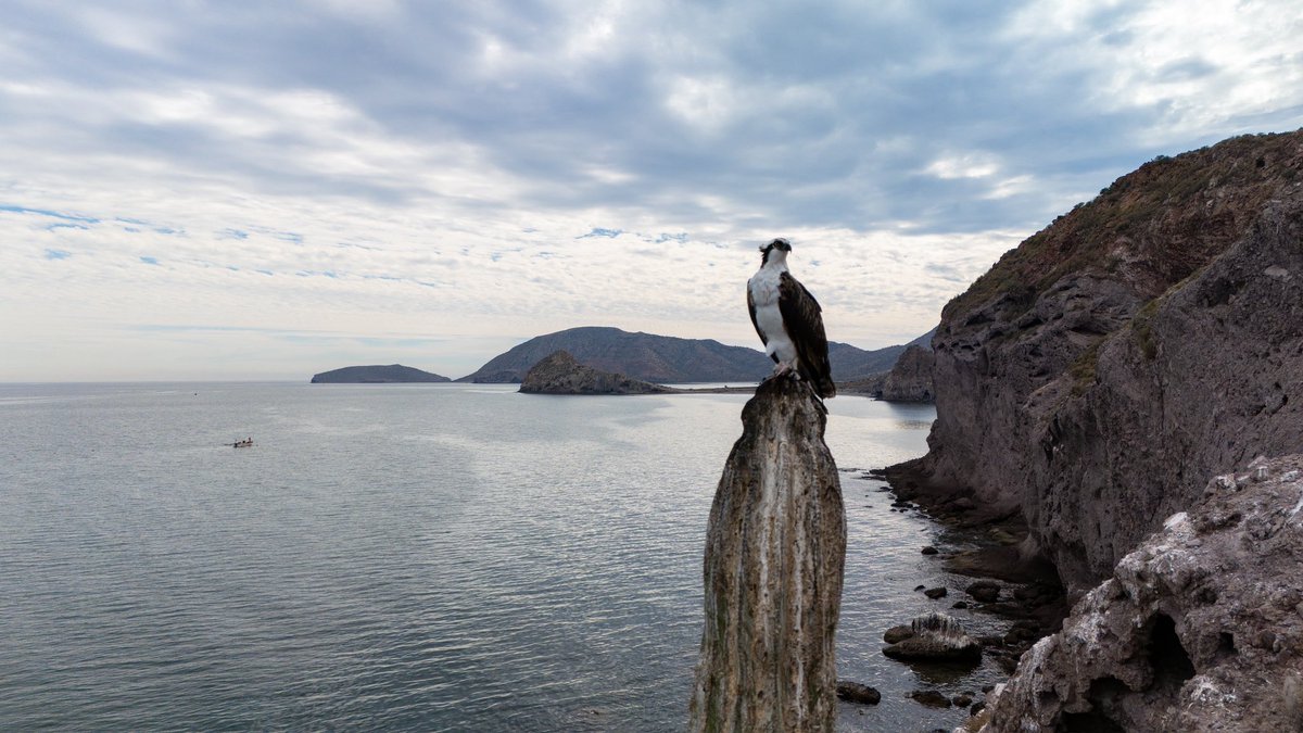 GGerardox2's tweet photo. Isla Tiburón, tierra sagrada del pueblo Comcaac.
Un territorio donde el desierto, el mar y la vida silvestre sigue marcando el ritmo ancestral de este lugar único en el mundo.
Cada paisaje y cada especie cuentan una historia de resistencia, identidad y profunda conexión con la naturaleza.

Agradezco al gobernador tradicional Jesús Félix por la invitación y la oportunidad de caminar con respeto esta tierra sagrada y documentar su grandeza. SONORA🌵❤️
 “LA ISLA MÁS GRANDE DE MÉXICO “🇲🇽