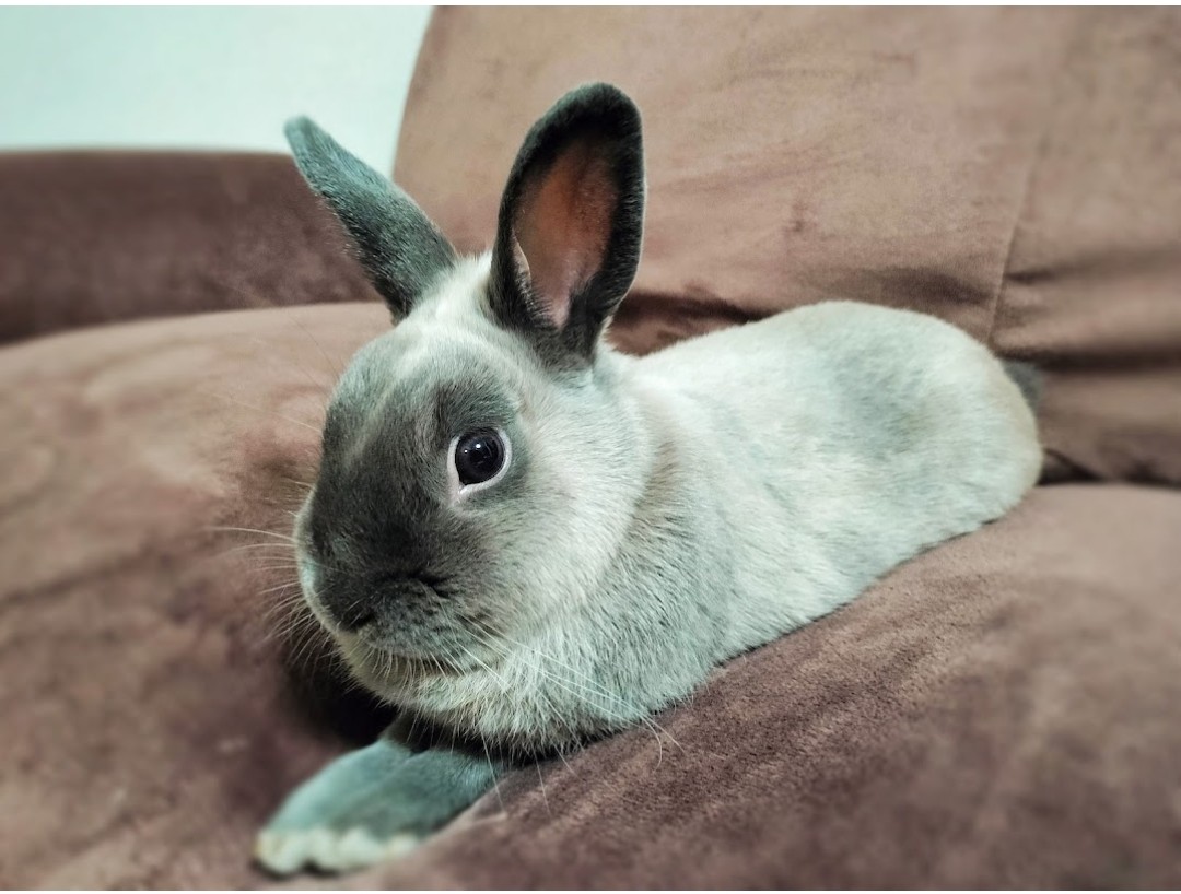 おはようございます🐰✨