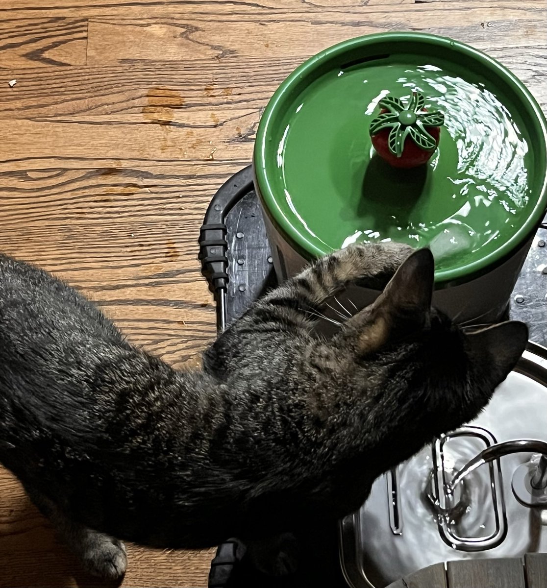 She likes to play with ice cubes. She is mildly retarded.
