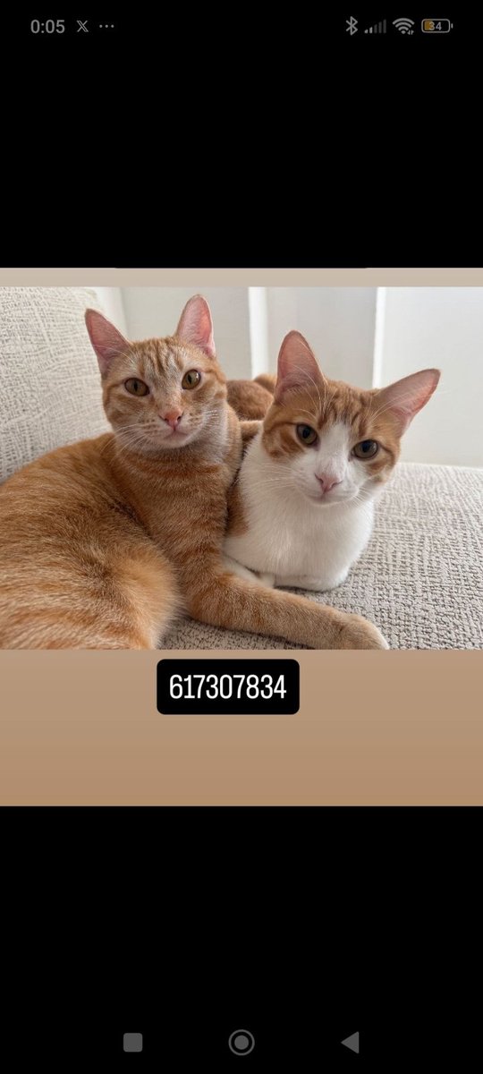 Marisa84157935's tweet photo. Hilo👇
COPIO:13 Enero tuve accidente en carretera A-4 en km50
Llevaba mis gatos conmigo,di vueltas campana y saltaron airbags y partieron trasportines,al yo abrir puerta los gatos salieron corriendo😿Mirando en mapa están entre #Aranjuez -#Ontígola, intente buscarlas 
617307834👇 https://t.co/ZnbqfxiESF