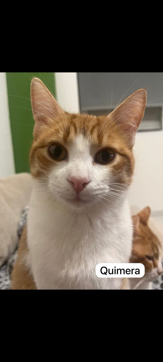 Hilo👇
COPIO:13 Enero tuve accidente en carretera A-4 en km50
Llevaba mis gatos conmigo,di vueltas campana y saltaron airbags y partieron trasportines,al yo abrir puerta los gatos salieron corriendo😿Mirando en mapa están entre #Aranjuez -#Ontígola, intente buscarlas 
617307834👇