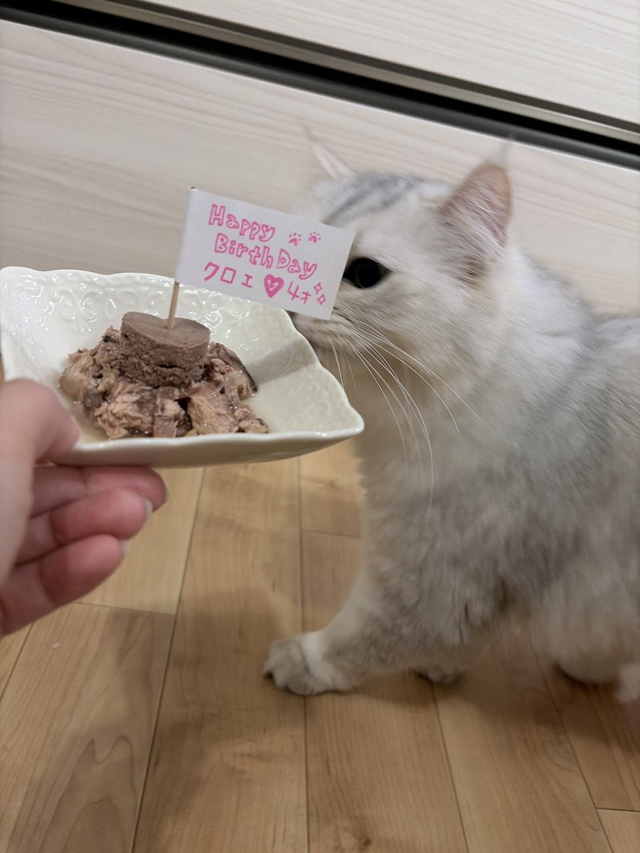 クロエ4歳🎂🎉
1缶500円超えるご馳走ディナーでお祝い🤭
🚩立てるためにモンプチのテリーヌの型抜き♡︎

にゃにこれえええって即完食でした🐈
美味しいものたくさん食べて
5歳も健康に迎えようね🫧