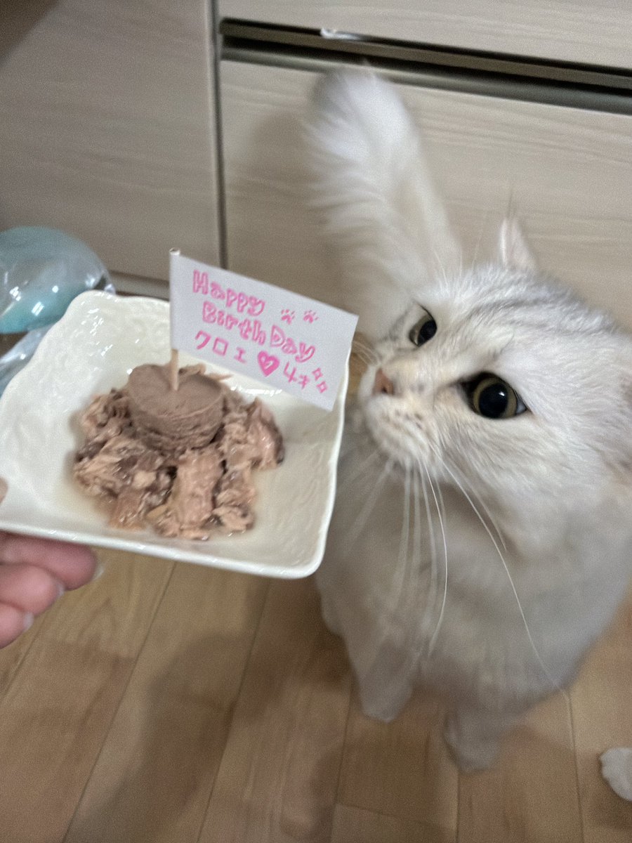 76_sharon_'s tweet photo. クロエ4歳🎂🎉
1缶500円超えるご馳走ディナーでお祝い🤭
🚩立てるためにモンプチのテリーヌの型抜き♡︎

にゃにこれえええって即完食でした🐈
美味しいものたくさん食べて
5歳も健康に迎えようね🫧 https://t.co/vGBp7l8cEm
