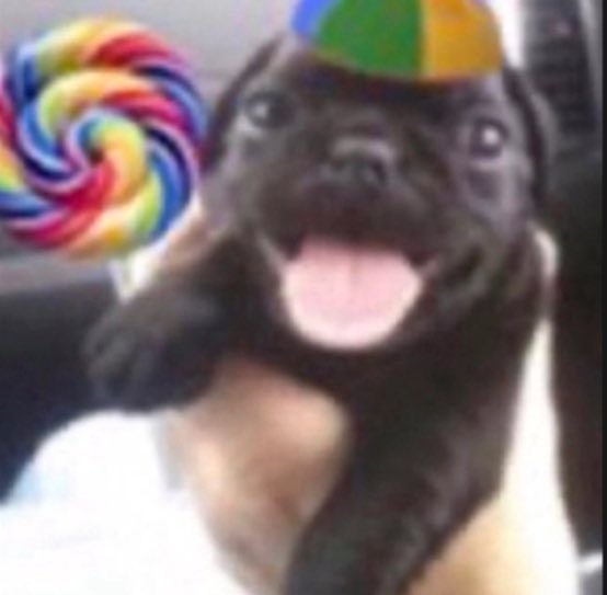 Hwabibs's tweet photo. @junjipaint Meu cachorro tá perguntando se vc disponibiliza o slide https://t.co/uXwsNP4VJ7