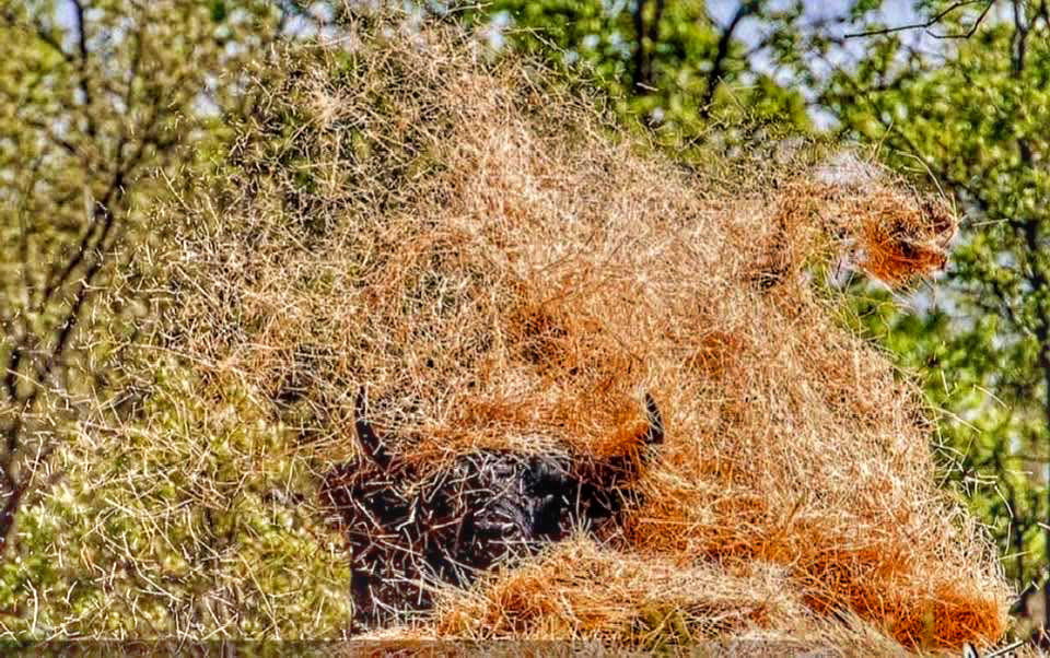 alejandra carvajal glez tweet media