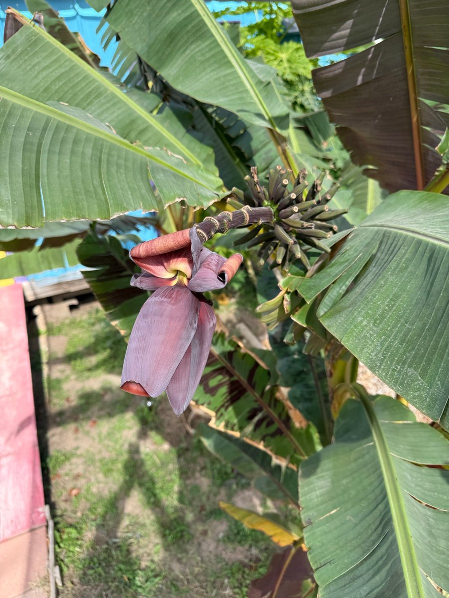 Daniel Galeana tweet media