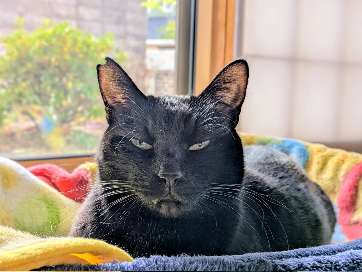 くろねこ みいたろう (@kuro0302cat) / Posts / X