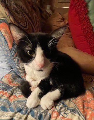 SoftSide1's tweet image. ‘#ImNotGettingOldImGetting sweeter every day!’ says 14 year old adoptable kitty guy Simon Sylvester at AARF here in Baltimore. He was used for target practice when he lived on the street, &amp;amp; still has bullets on his body that can’t be safely removed, but he still loves people. 1/2