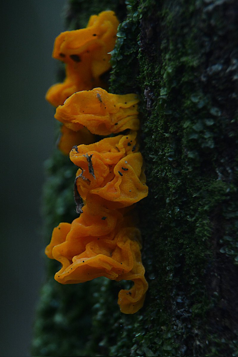 Witches Butter,  Tremella mesenterica. Thanks to Jenny Patterson for the identification.