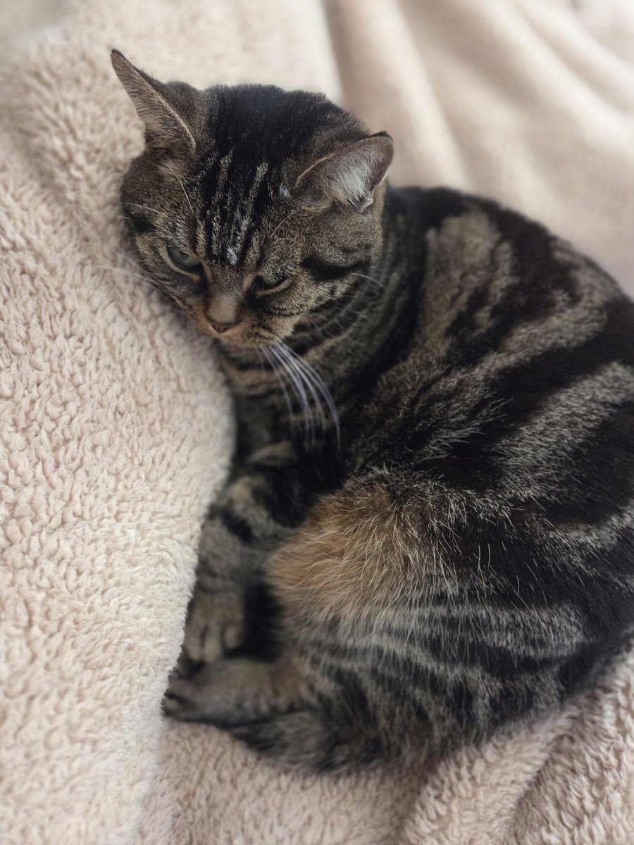 pink8stone's tweet photo. おはようございます🐈️
二十四節気、七十二候では、
雉始[句隹]　きじはじめてなく
雄の雉が鳴き始める頃、に入っているﾆｬｰﾝ🐱

♯ねこかわいいね
♯動物好き
♯保護猫と暮らす
♯猫好きさんと繋がりたい https://t.co/0f3wbeiFXh