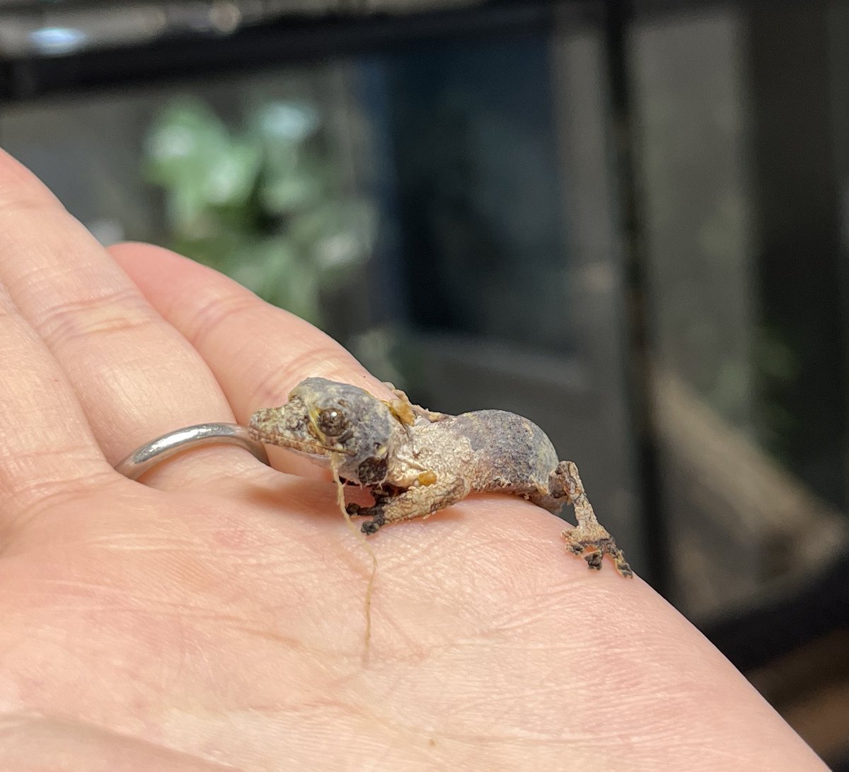 ひっさしぶりのCHヤマビタイベビー👶
夜中に産まれてました🥰