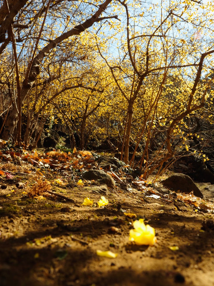 1126枚目　近づいてくる春の足音

#いばらきはいいぞ