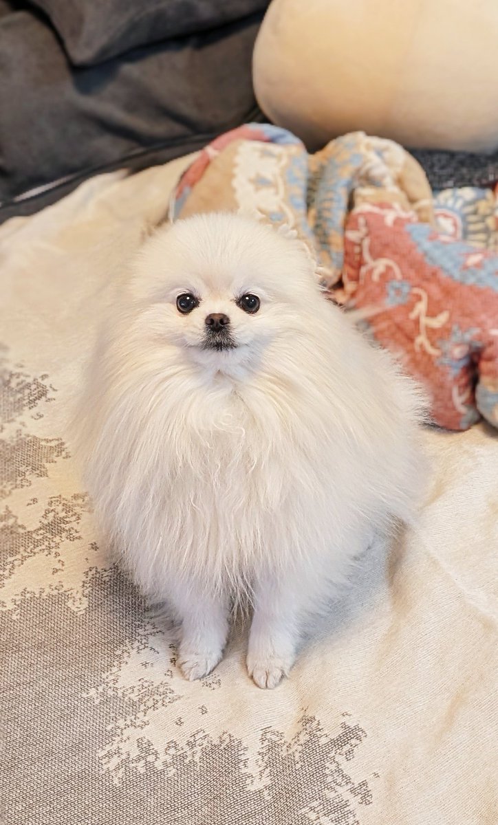 おこめ屋 (@chimaki0328) / Posts / X