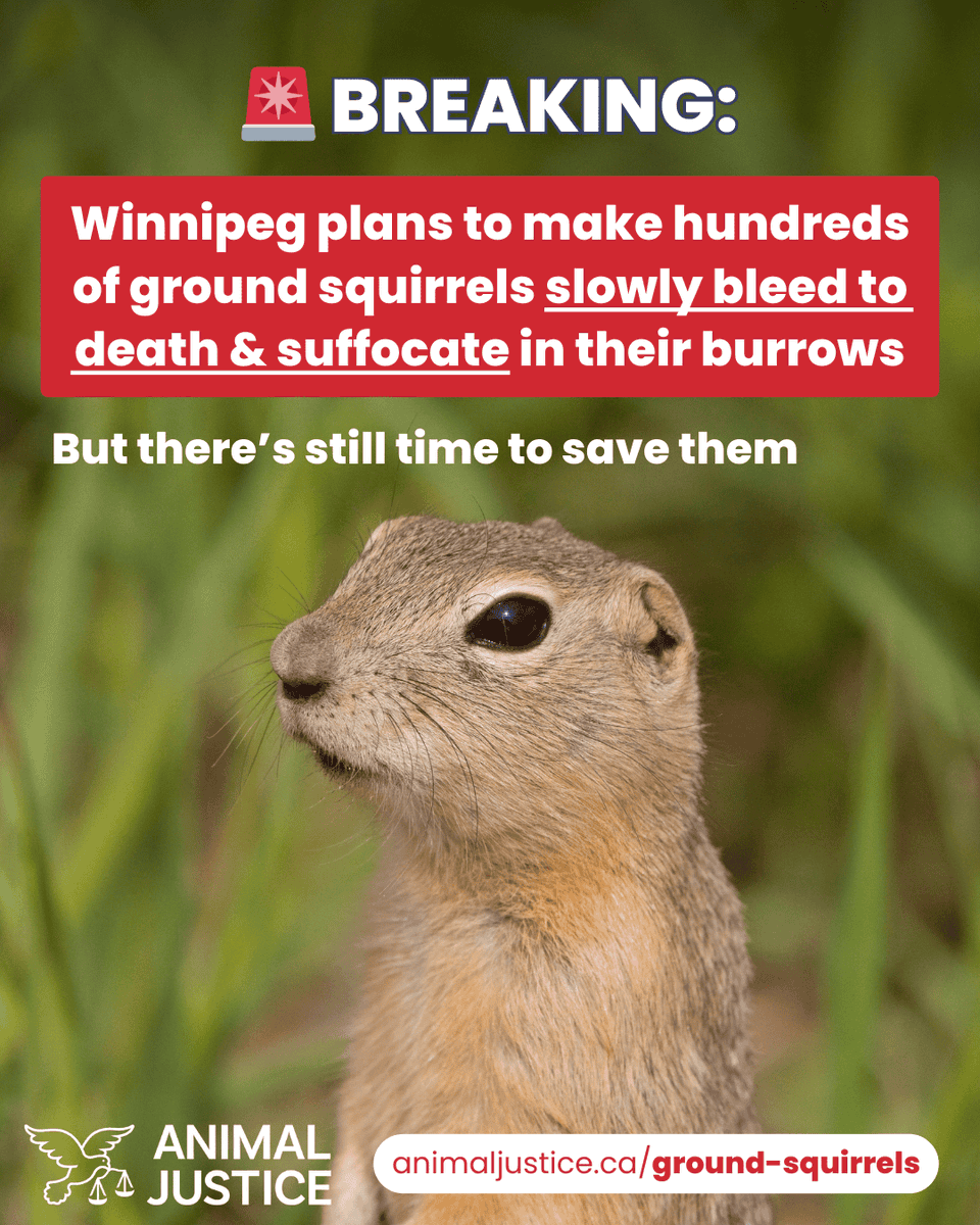 AnimalJustice tweet picture