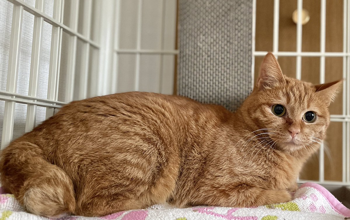 チャイルドロックにし忘れた空気清浄機が最大モードでファー！ってなっ