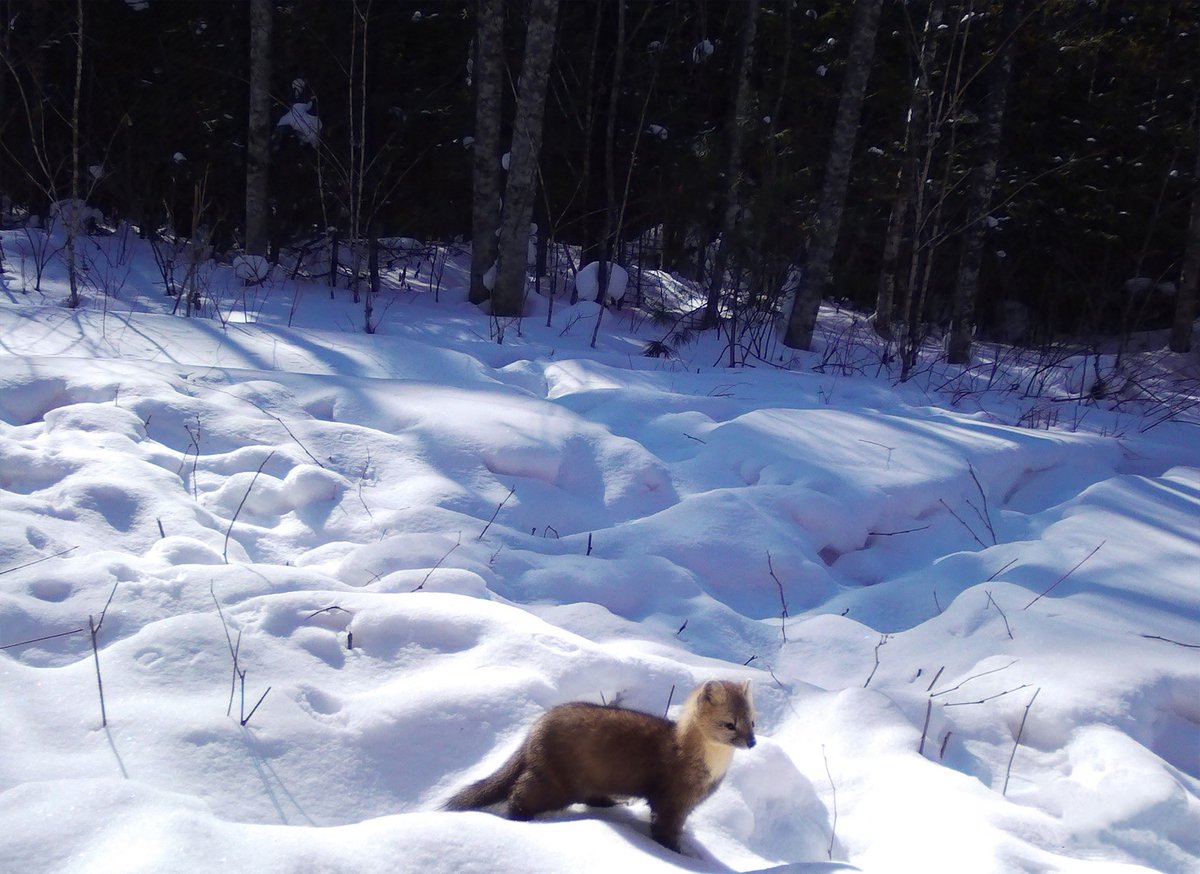 not__dog__'s tweet image. In the quiet of 

                      the winter’s morning, he spots 

a new way forward.