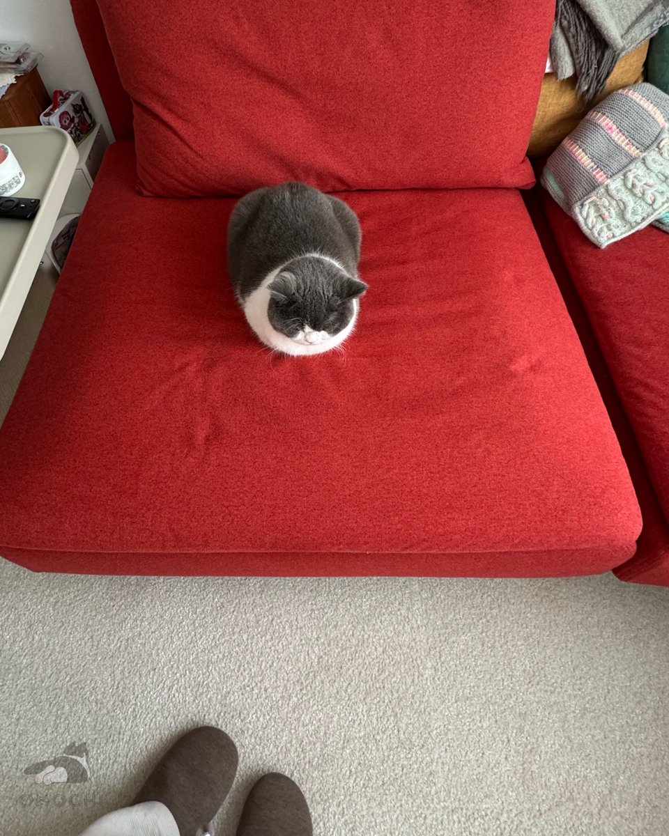 Post by おもち on X: おはよ☺️