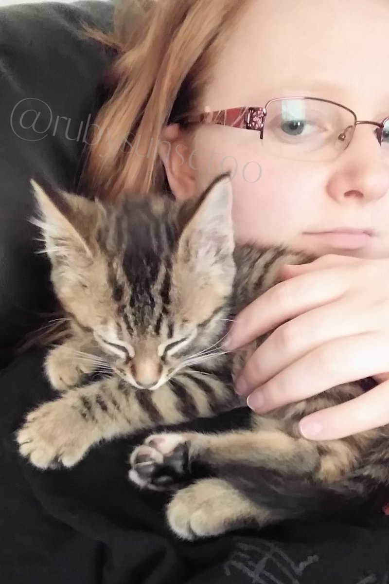 RubySunset5's tweet image. The kitten distribution system gave me my child. It was in 2017 when driving to work and heard her tiny cries from the hood of my car. I got her out safely, completely unharmed, and mine 🥰