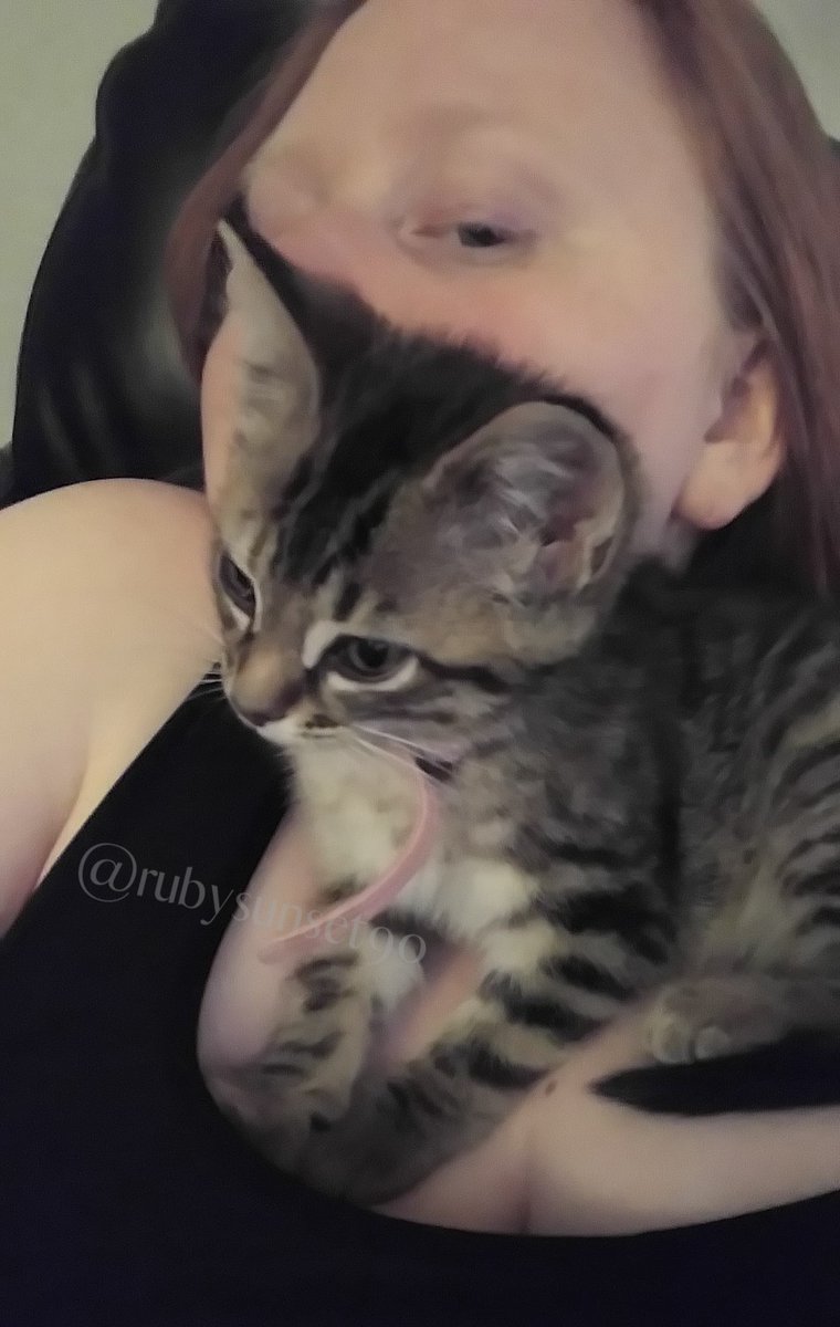 RubySunset5's tweet image. The kitten distribution system gave me my child. It was in 2017 when driving to work and heard her tiny cries from the hood of my car. I got her out safely, completely unharmed, and mine 🥰