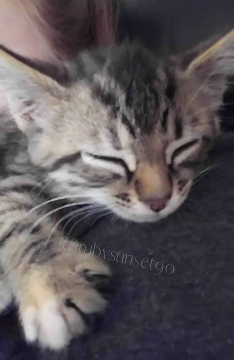 RubySunset5's tweet image. The kitten distribution system gave me my child. It was in 2017 when driving to work and heard her tiny cries from the hood of my car. I got her out safely, completely unharmed, and mine 🥰