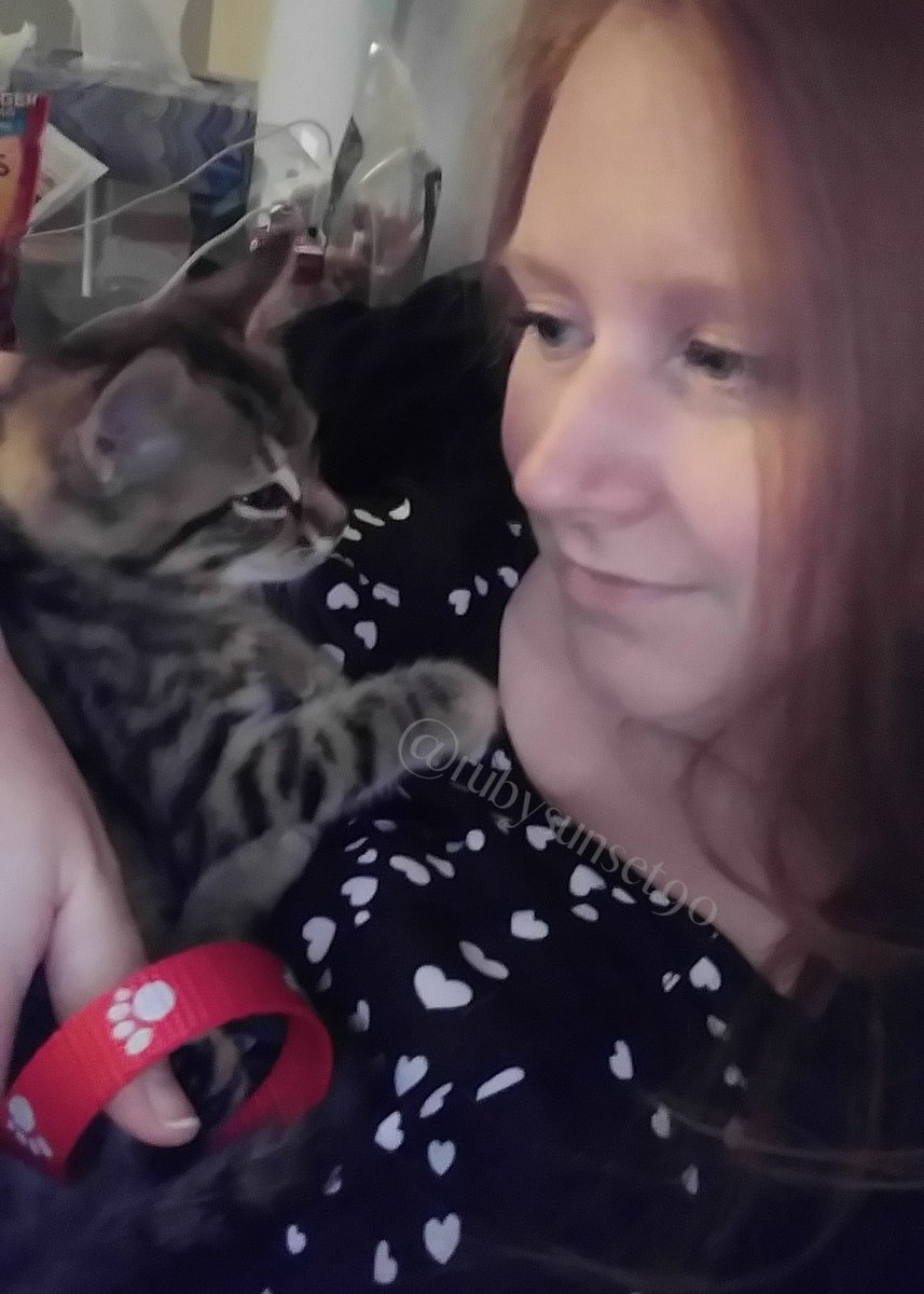 RubySunset5's tweet image. The kitten distribution system gave me my child. It was in 2017 when driving to work and heard her tiny cries from the hood of my car. I got her out safely, completely unharmed, and mine 🥰