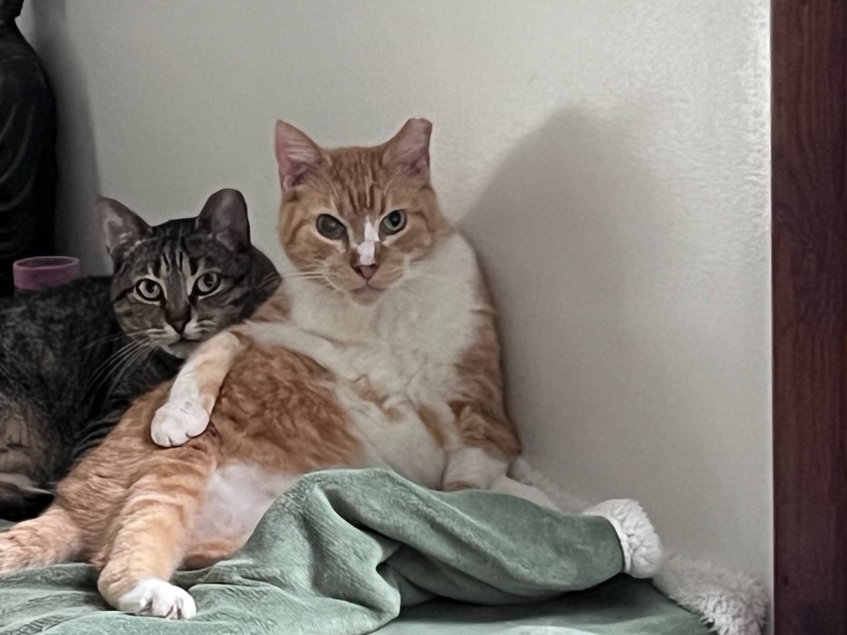 RealAskMrFrisky's tweet image. Senior mostly blind Paddy #cat says #ImNotGettingOldImGetting MORE TREATS!
Paddy was our Resident #GrumpyCat hissing spitting and swatting. In his old age he's mellowed and discovered the benefits of that. He can still give a pretty grumpy look tho 😹😹😹😹