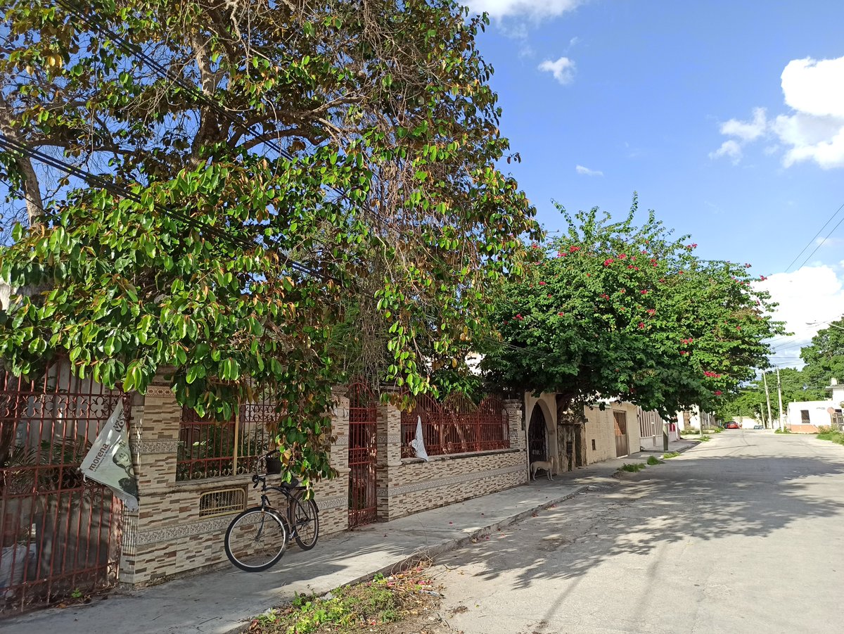 Árbol crecido en casa particular amenaza cables eléctricos. Puede causar falla eléctrica, chispas o hasta incendio. Vecino se niega a cortarlo/podarlo. Riesgo latente para toda la zona. 61 x 94 Centro ¿Pueden intervenir? <a href="/CFEmx/">CFEmx</a> <a href="/CFE_Contigo/">CFE_Contigo</a> <a href="/procivy/">Protección Civil Yucatán</a> 

📍maps.app.goo.gl/sR6QgJrtoArWRa…