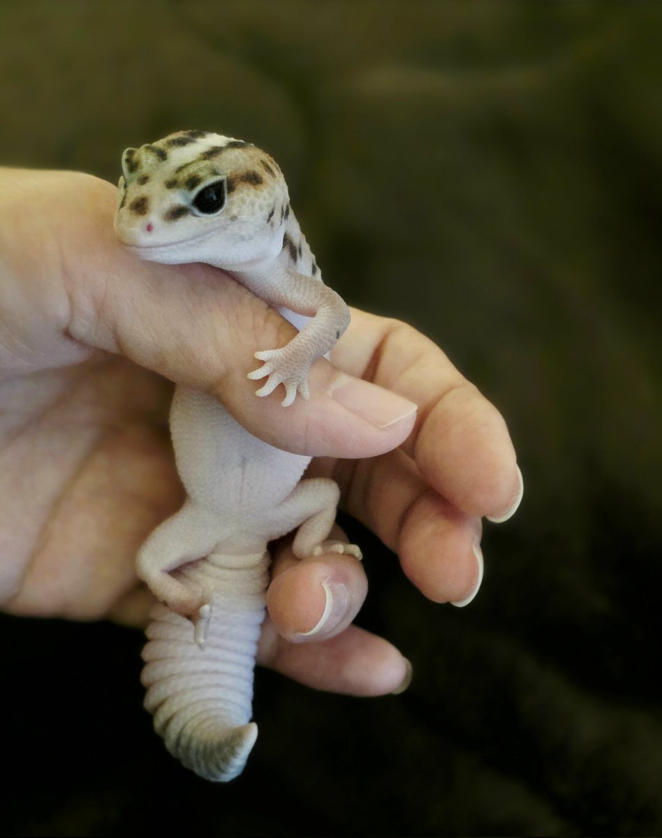 LapeLulum's tweet image. ｱﾀﾁ   ｵﾝﾅﾉｺﾀﾞｶﾗ   ｷﾗｷﾗﾅｲﾉ……