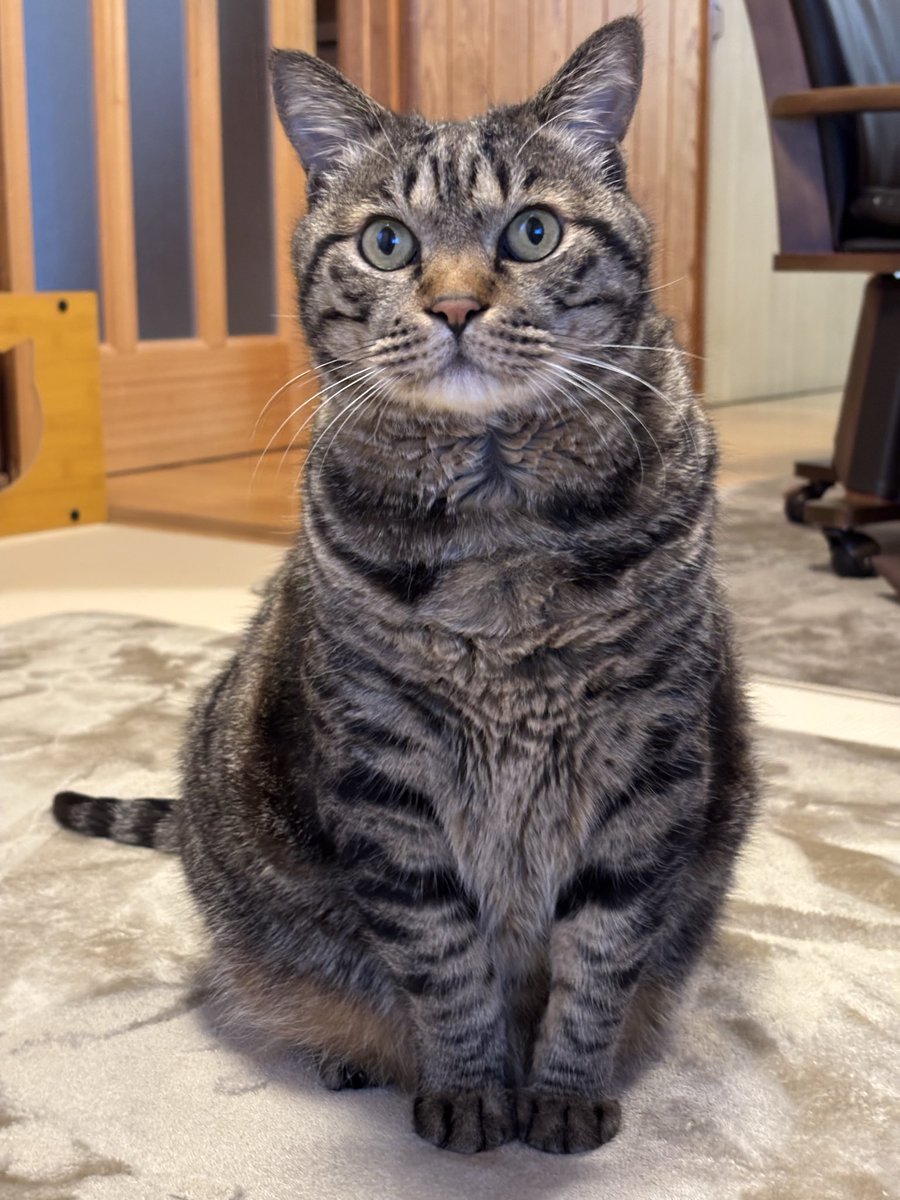 キジトラ虎三郎 (@TH82624015) / Posts / X