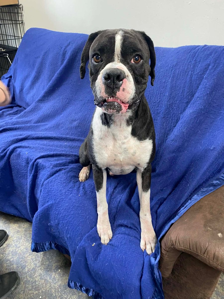 Adopt A Boxer tweet media