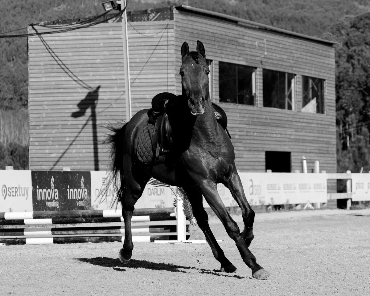 ainoxxs's tweet photo. my carrd <3 https://t.co/DMztHBp5rN

and some photos of me &amp; my beautiful horse Coffee ♡ https://t.co/fw0MrqbKam
