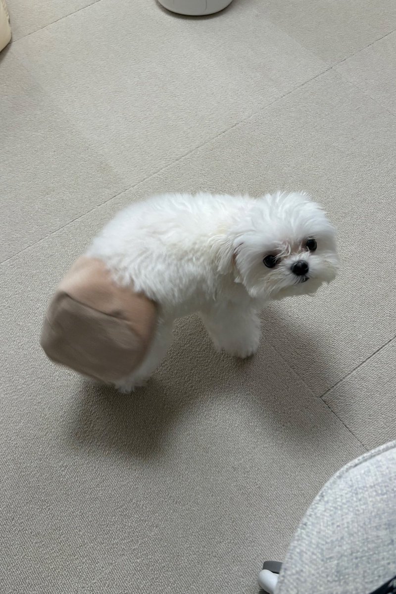 仕事中。おもちゃを持ってきたと思ったら
しっぽにハマってしまったようで
申し訳なさそうに取ってもらいに来たライス。