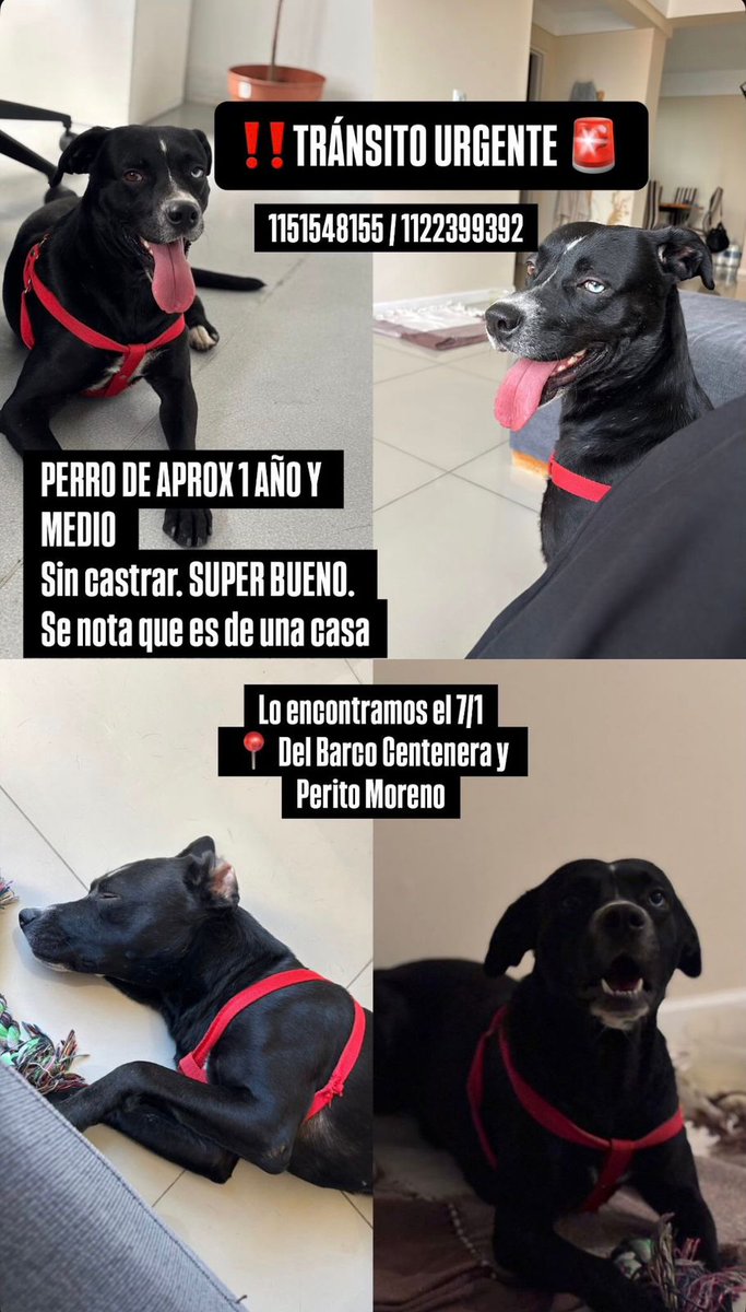 Necesitan transito urgente para este perrito
ME PIDEN AYUDAR
 Todos los gastos cubiertos, aun no está castrado. Tiene que ser perro único, lo retienen pero donde está no puede quedarse mucho tiempo más
Contacto 1151548155