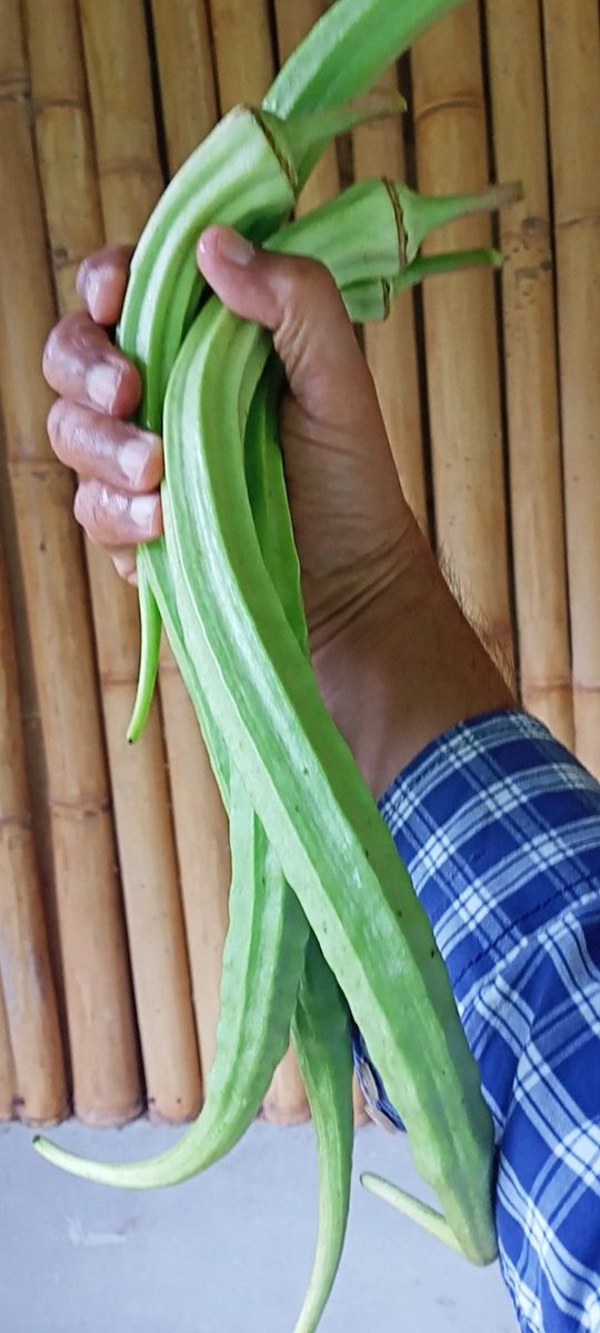 radiogreenman's tweet photo. I thought growing these big would be great 🤔 Yup they are great - to use as a stick to beat dust out of a carpet! 😀 #donoteat  #plants #meandmybrightideas https://t.co/HJWHbadTWJ